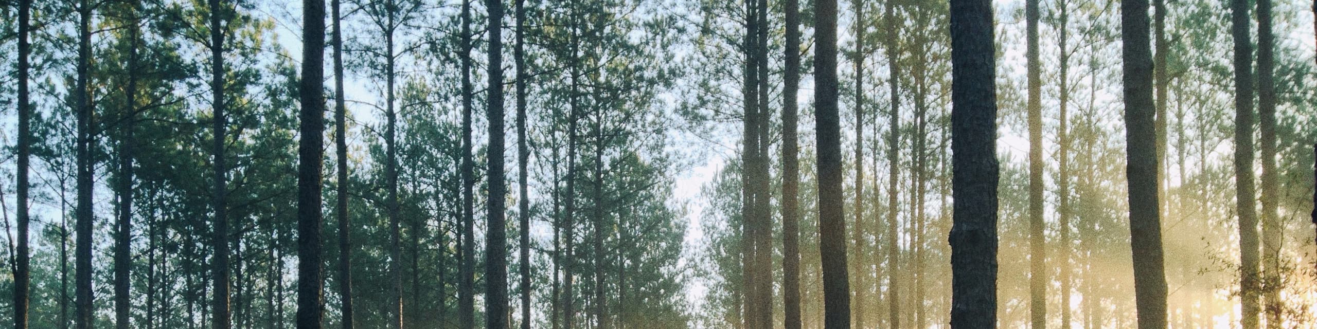  A forest of tree trunks with the sun reflecting on the tree branches in the distance